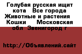 Голубая русская ищит кота - Все города Животные и растения » Кошки   . Московская обл.,Звенигород г.